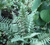 Ghost Fern Picture
