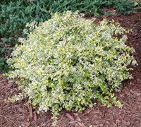 Lemons And Lime Abelia Picture