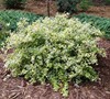 Lemons And Lime Abelia