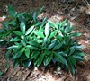 Dwarf Green Aucuba