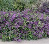 Meema Purple Vine Lilac
