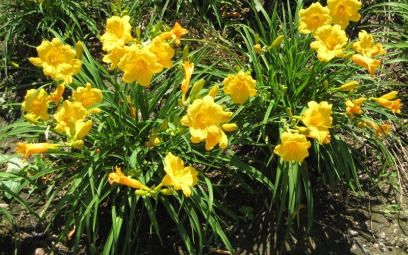 Stella De Oro Daylily