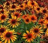 Flame Thrower Coneflower