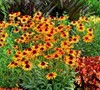 Flame Thrower Coneflower