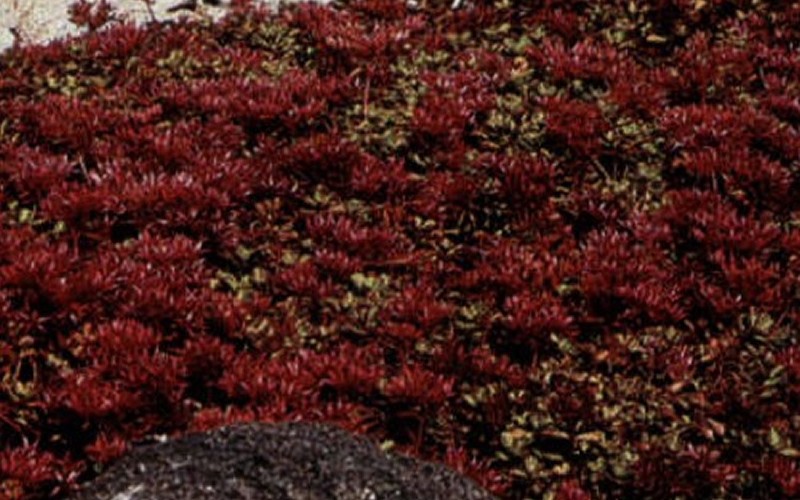 Picture of Voodoo Sedum