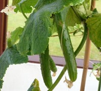 Japanese Cucumber Picture
