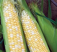 Sweet Bicolor Corn Picture