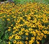 Black Eyed Susan