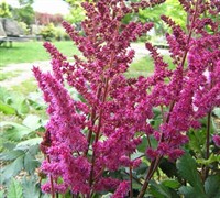 Visions Astilbe Picture