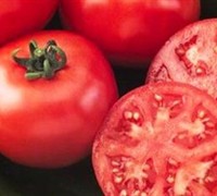 Floradade Tomato Picture