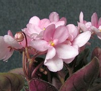 African Violet Picture