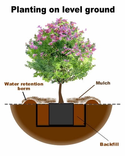 Crape Myrtle Planting Diagram - Level Ground