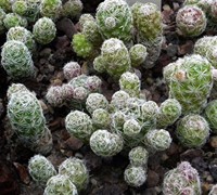 Thimble Cactus Picture