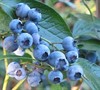 Patriot Blueberry