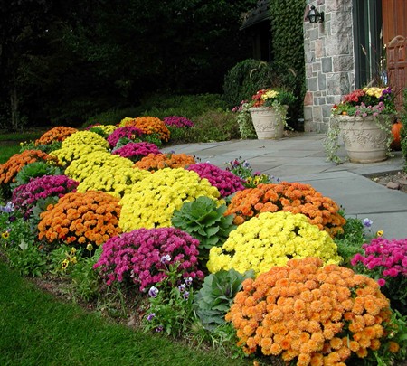 Are mums annuals or perennials?