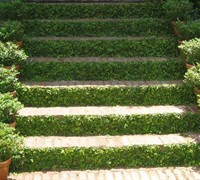 Creeping Fig Picture