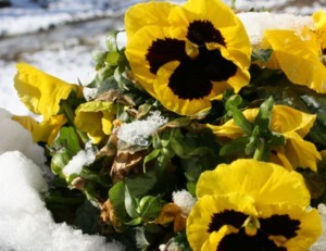 Pansies In Snow