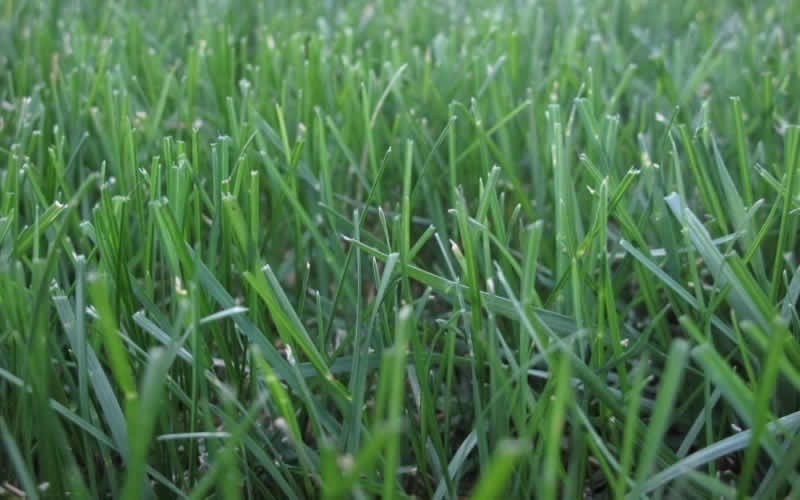 Turf Type Tall Fescue Picture