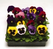 Pansies In Flat