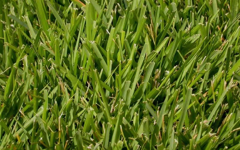 How To Thicken Zoysia Grass Meyers Zoysia Grass Picture Gardenality