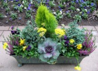 Pansy Companion Plants