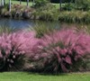 Muhly Grass Picture