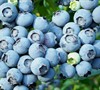 Austin Blueberry